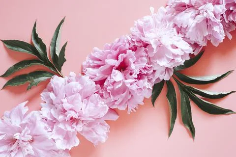 Pattern of several peony flowers in full bloom pastel pink color and leaves i Fotos de archivo