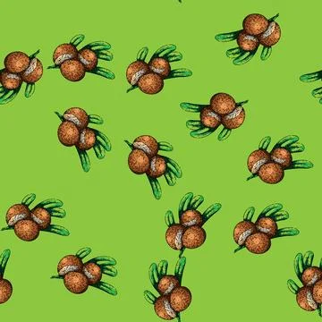 Pattern shea natural product sketch hand drawn Stock Illustration