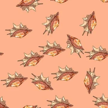 Pattern shell sea sketch hand drawn イラスト素材