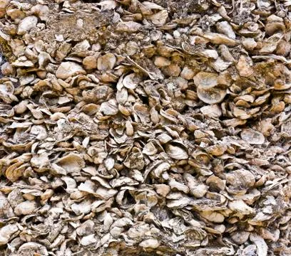 Pattern of shells in concrete as building material Foto stock