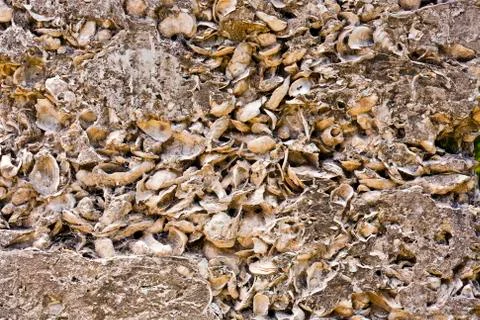 Pattern of shells in concrete as building material Foto stock