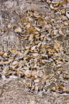 Pattern of shells in concrete as building material Stock Photos