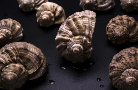 Pattern from shells of rapans on black Stock Photos