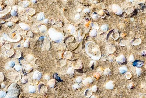 Pattern of shells in the water at the sandy beach 库存照片