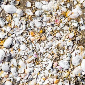 Pattern of shells in the water at the sandy beach Stock Photos
