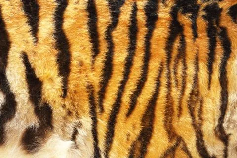 Pattern of siberian tiger, texture of real leather Foto stock