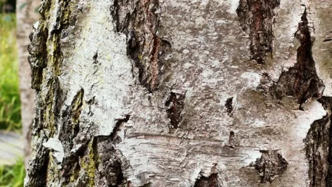 Pattern of the Silver Birch bark. Birch with smooth white bark and black Stock Footage 297760635