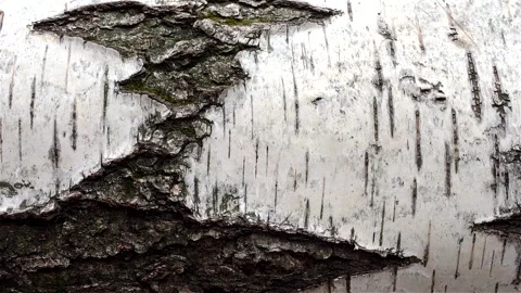 Pattern of the Silver Birch bark. Dolly shooting. Stock Footage 252016649