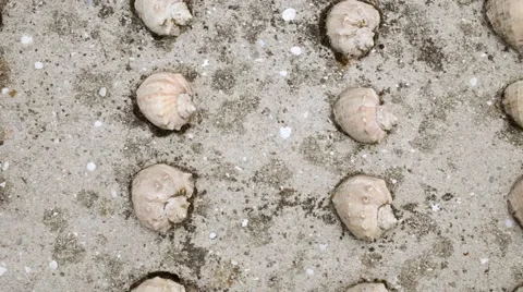 Pattern of the similar grey shells on shore with stones. Stock Footage 50281105