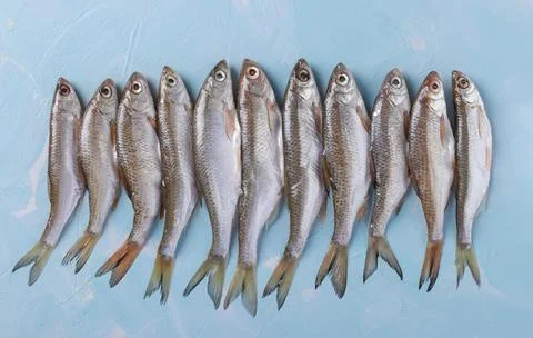 Pattern of small fish on a blue background, Top view, Horizontal format Stock Photos