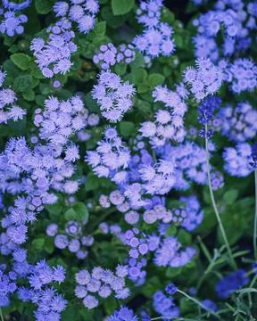 Pattern of small flowers in deep blue, pink and purple tones. Stock Photos
