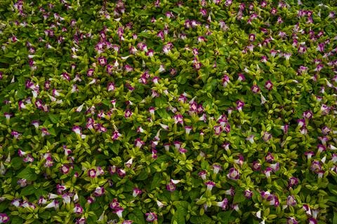 Pattern of small magenta wishbone flowers Stock Photos