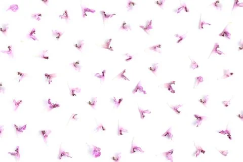 A pattern of small pink buds, spring or summer flower composition, white back Stock Photos