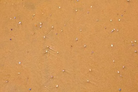 Pattern of small shells at the beach Foto stock