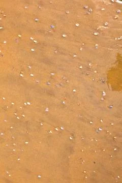 Pattern of small shells at the beach Stock Photos