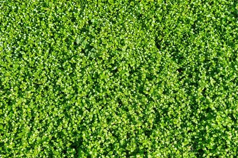 Pattern of small spring wildflowers illuminated by the sun. Natural backgroun Foto stock