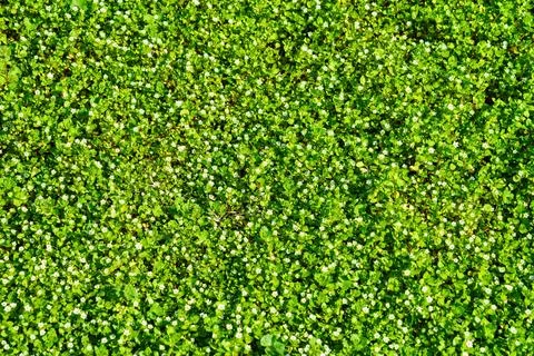 Pattern of small spring wildflowers illuminated by the sun. Natural backgroun Stock Photos