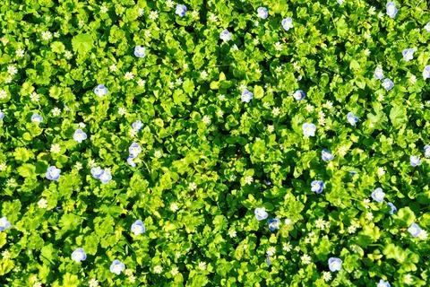 Pattern of small spring wildflowers illuminated by the sun. Natural backgroun Foto stock