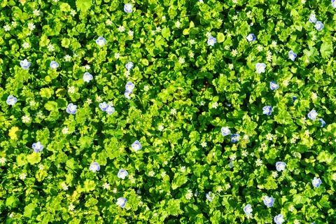 Pattern of small spring wildflowers illuminated by the sun. Natural backgroun Foto stock