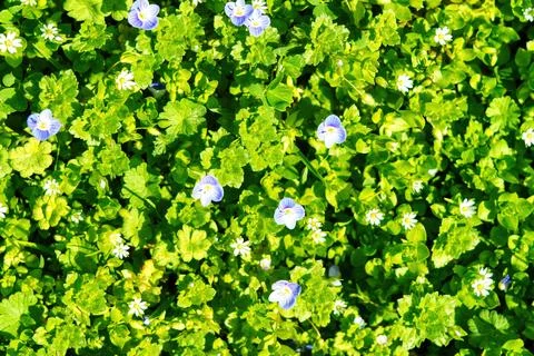 Pattern of small spring wildflowers illuminated by the sun. Natural backgroun Stock Photos