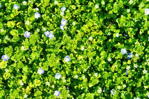 Pattern of small spring wildflowers illuminated by the sun. Natural backgroun Stock Photos