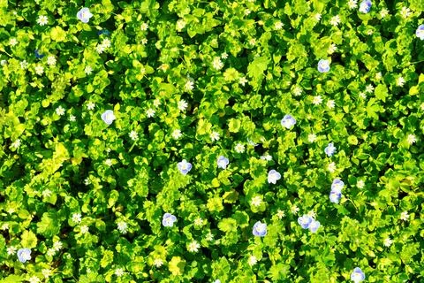 Pattern of small spring wildflowers illuminated by the sun. Natural backgroun Foto stock