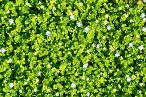 Pattern of small spring wildflowers illuminated by the sun. Natural backgroun Stock Photos