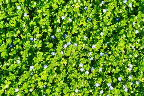 Pattern of small spring wildflowers illuminated by the sun. Natural backgroun Stock Photos