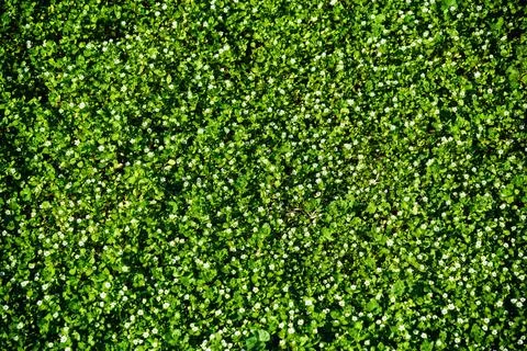 Pattern of small spring wildflowers illuminated by the sun. Natural springt.. Stock Photos