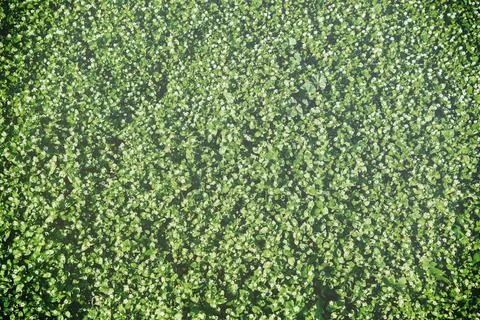 Pattern of small spring wildflowers illuminated by the sun. Natural springt.. Stock Photos