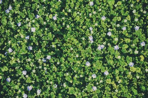 Pattern of small spring wildflowers illuminated by the sun. Natural springt.. Foto stock
