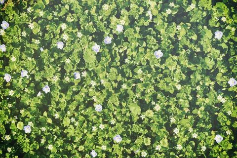 Pattern of small spring wildflowers illuminated by the sun. Natural springt.. Foto stock