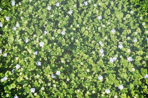 Pattern of small spring wildflowers illuminated by the sun. Natural springt.. Stock Photos