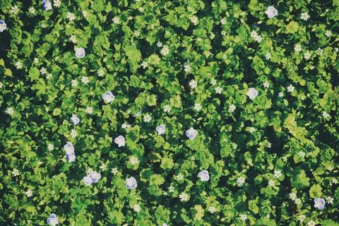 Pattern of small spring wildflowers illuminated by the sun. Natural springt.. Stock Photos