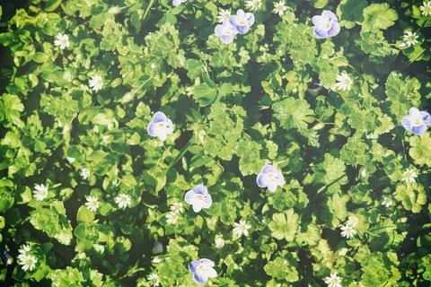 Pattern of small spring wildflowers illuminated by the sun. Natural springt.. Foto stock