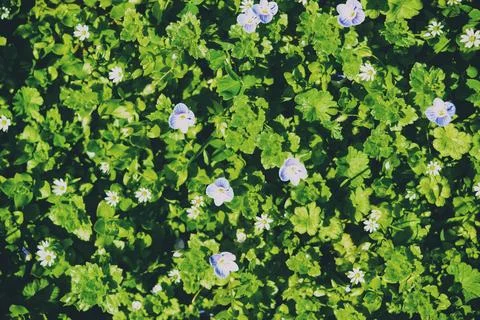 Pattern of small spring wildflowers illuminated by the sun. Natural springt.. Stock Photos