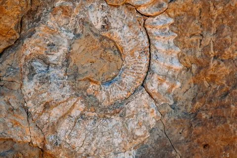 Pattern of a snail on the old stone Stock Photos