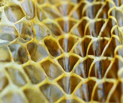 Pattern on a snake skin. Snakes can be ornately patterned. The skin of a snak Stock Photos