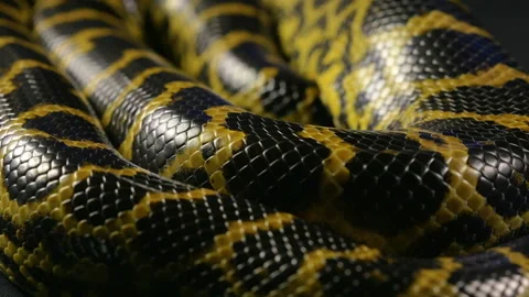 Pattern of snakeskin, anaconda Stock Footage 88779946