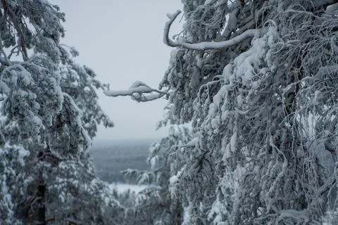 Pattern of snow-covered branches create a natural frame overlooking the taiga Stock Photos
