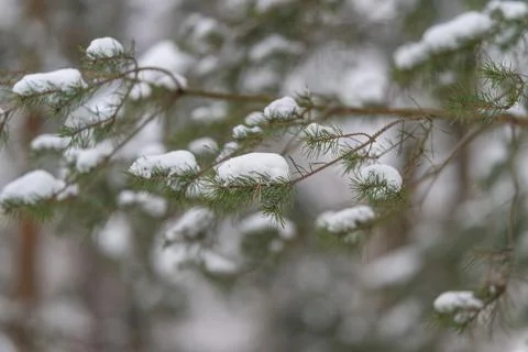 Pattern of snowtopped foliage repeated softly across scene. Gentle snow caps  스톡 사진