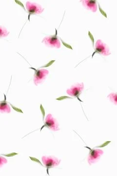 Pattern of soft image of pink peony on a white background Stock Photos