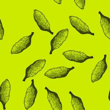 Pattern spice cardamom sketch hand drawn Stock Illustration