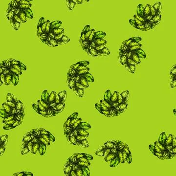 Pattern spice oregano sketch hand drawn Illustrazione stock