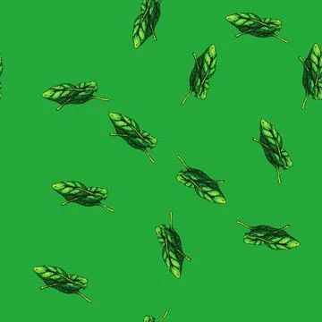 Pattern spinach leaf green sketch hand drawn Stockillustratie