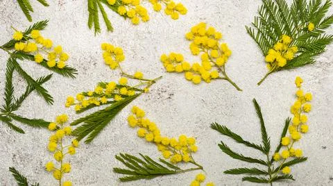 Pattern with spring mimosa flawers flat lay on light background Stock Photos