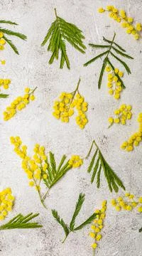 Pattern with spring mimosa flawers flat lay on light background Stock Photos
