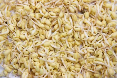 Pattern of sprouts ready to eat. sprouts for food flavoring Stock Photos