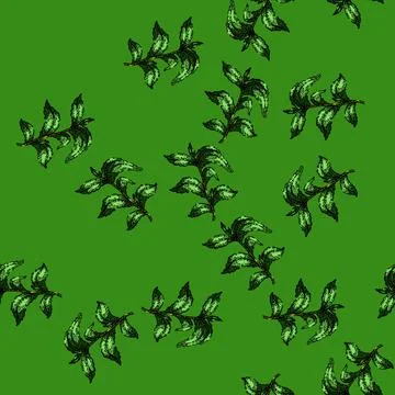 Pattern stevia leaf green sketch hand drawn イラスト素材