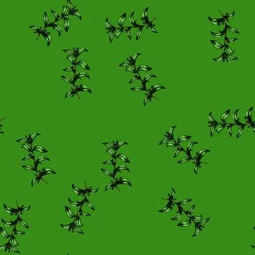 Pattern stevia plant leaf sketch hand drawn Illustrazione stock